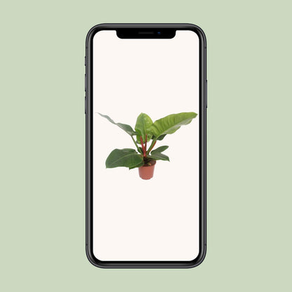 Philodendron Imperial Green – 60 cm pflegeleichte Zimmerpflanze