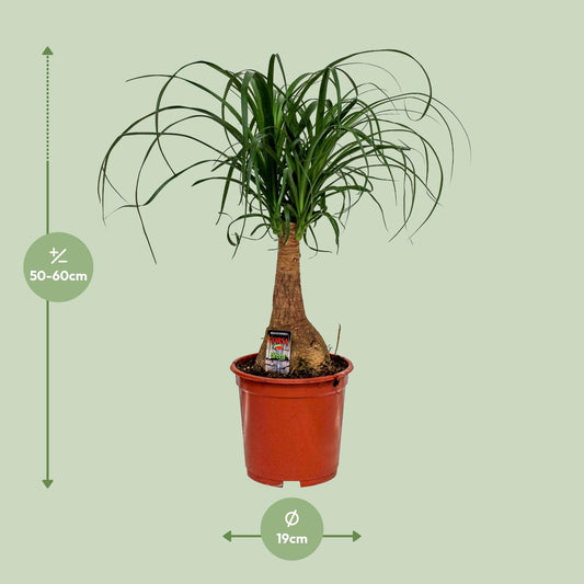 Beaucarnea Nolina (Elefantenfuß) Ø19cm, 60cm hoch