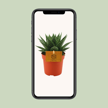 Gasteria Hybride Aurora – kompakte Kuhzungenpflanze Ø11cm