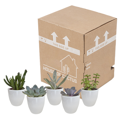 Vetplanten-Mischung 5er Set in Weißem Topf