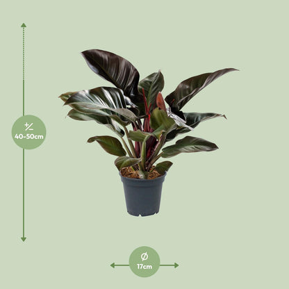 Philodendron Imperial Red – Pflegeleichte Zimmerpflanze Ø17cm