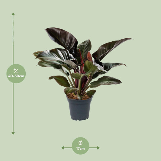 Philodendron Imperial Red – Pflegeleichte Zimmerpflanze Ø17cm