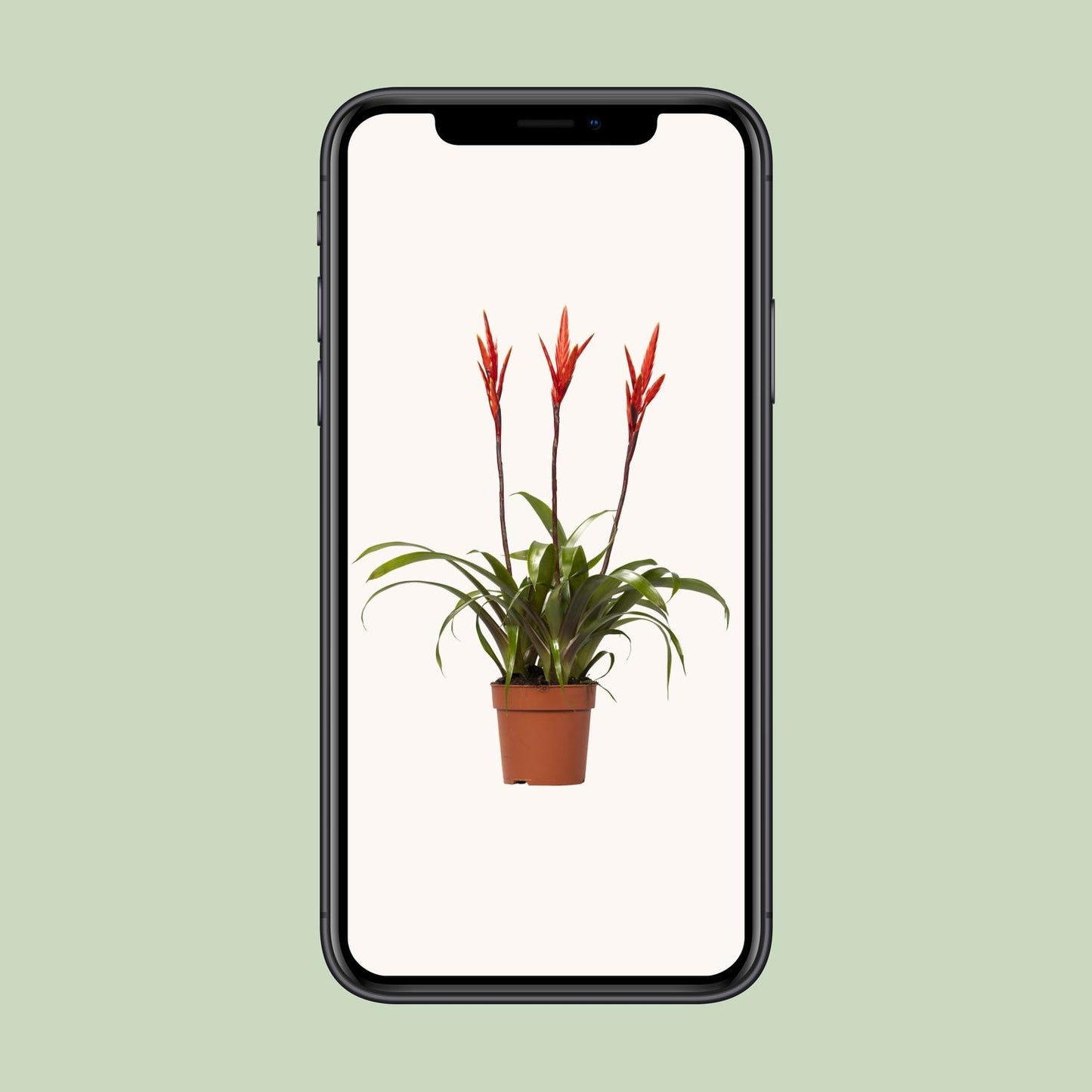 Vriesea Elan Toef – Tropische Zimmerpflanze Ø12cm, 55cm hoch
