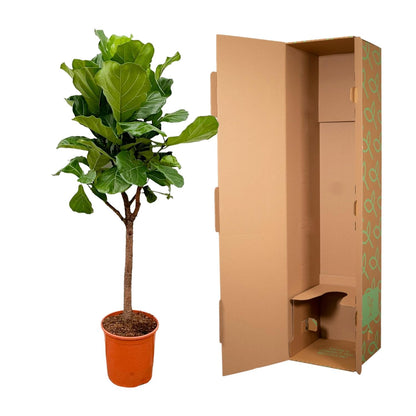 Ficus Lyrata (Geigenfeige) – 170 cm, Ø 30 cm, pflegeleicht