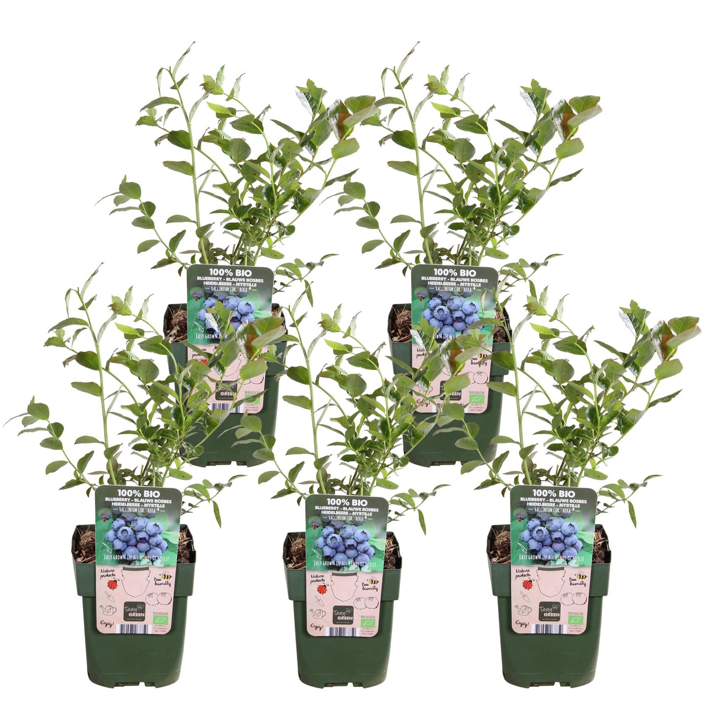 5x Vaccinium corymbosum 'Reka' – Bio-Blaubeeren im 13 cm Topf