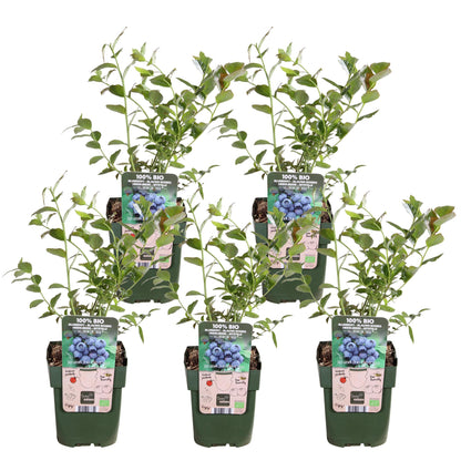 5x Vaccinium corymbosum 'Reka' – Bio-Blaubeeren im 13 cm Topf