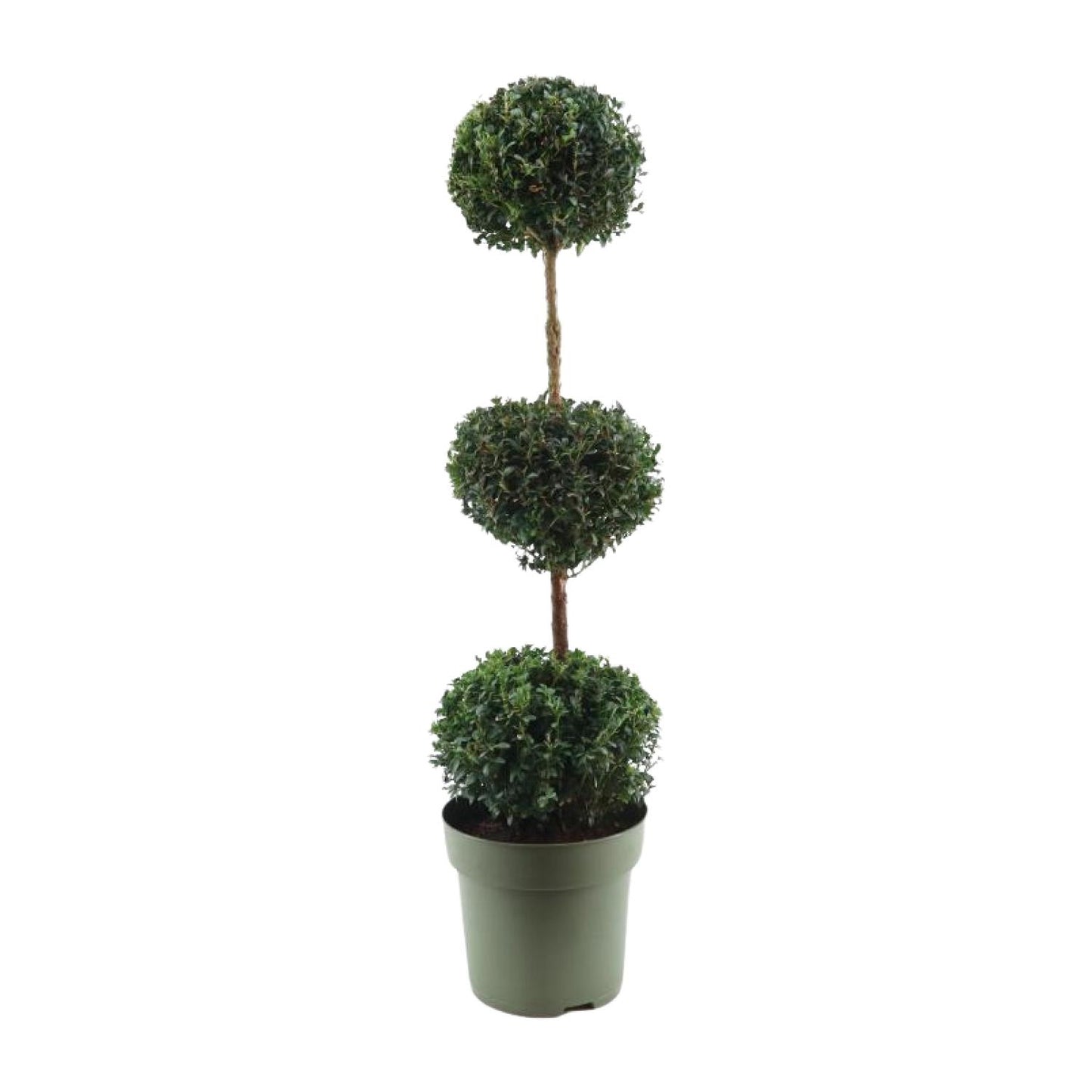 Buchsbaum Trio-Ball Ø27cm, 110cm hoch – Pflegeleichter Formschnitt-Klassiker