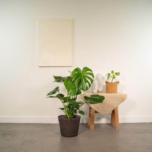 Monstera Deliciosa im Korb Igmar – Ø21cm, 80cm hoch