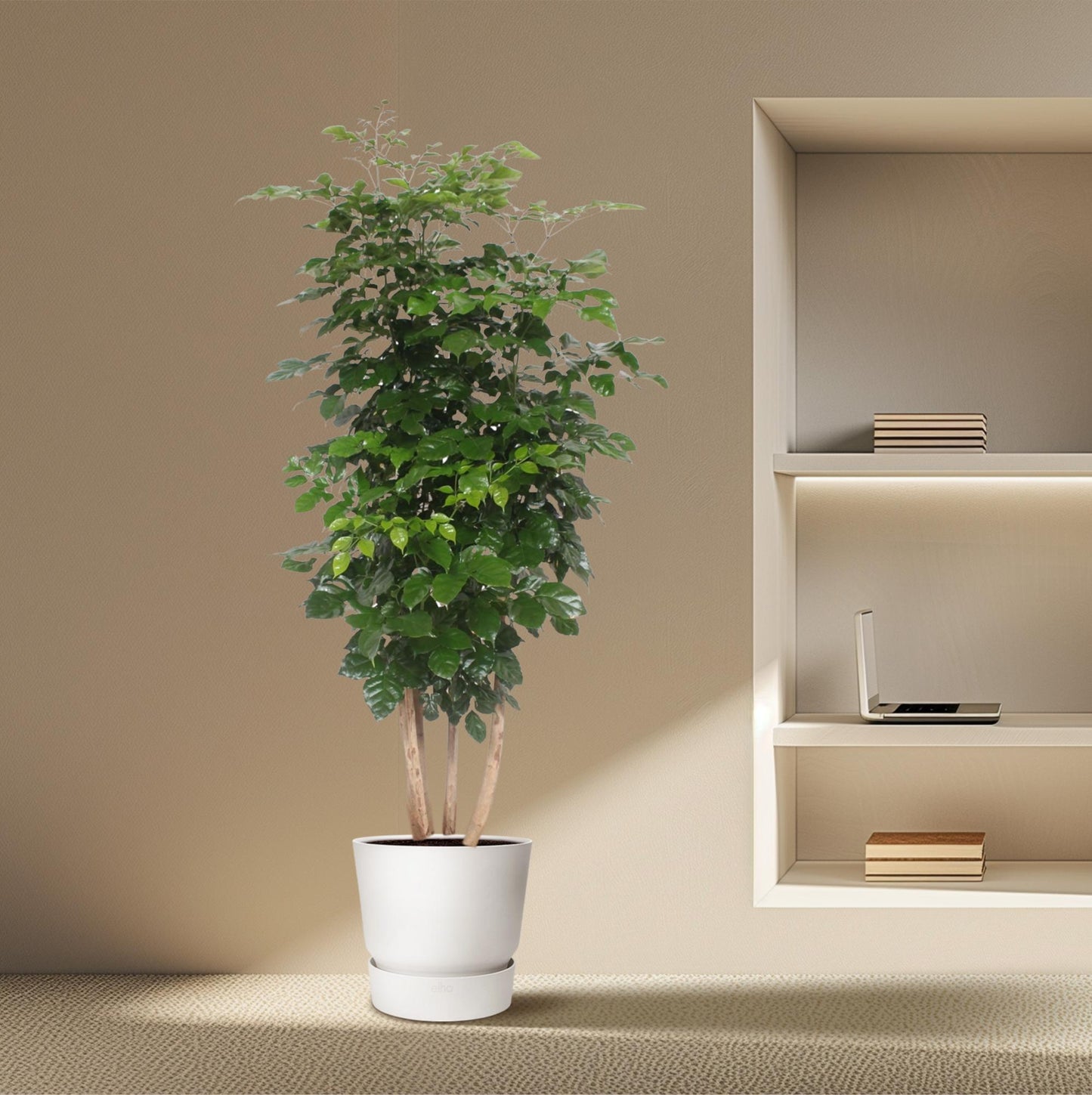 Radermachera Hainanensis – Elegante pflegeleichte Zimmerpflanze 190 cm