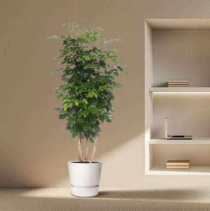 Radermachera Hainanensis – Elegante pflegeleichte Zimmerpflanze 190 cm