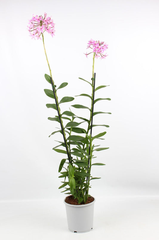 Epidendrum Licht Paars – Pflegeleichte Blühpflanze Ø17 cm