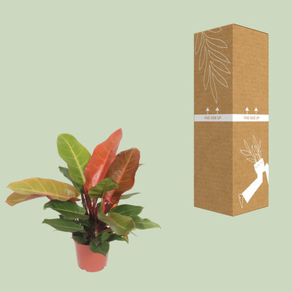 Philodendron Prince of Orange Ø17cm – pflegeleichte Zimmerpflanze