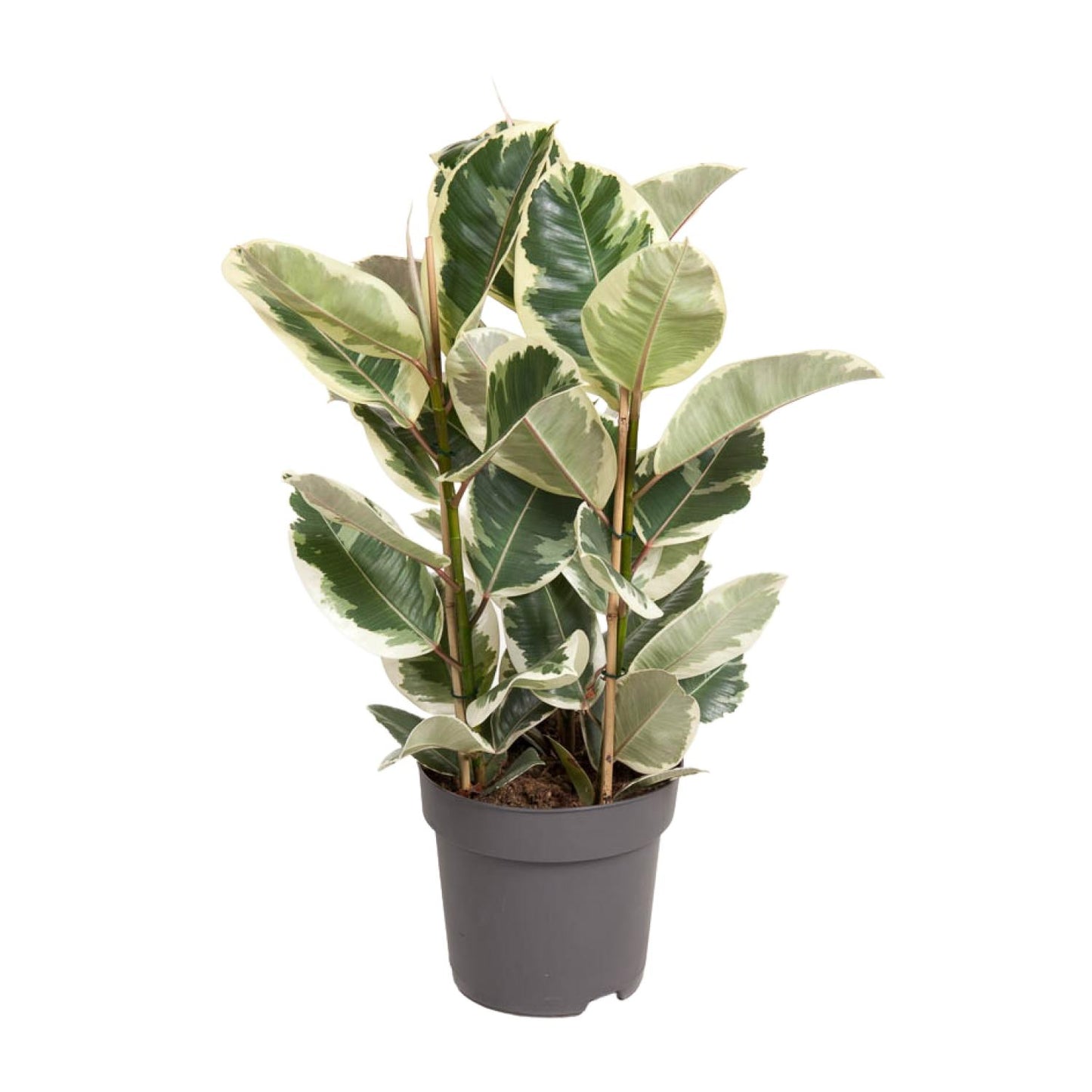 Ficus Elastica Tineke – Pflegeleichter Gummibaum Ø27cm