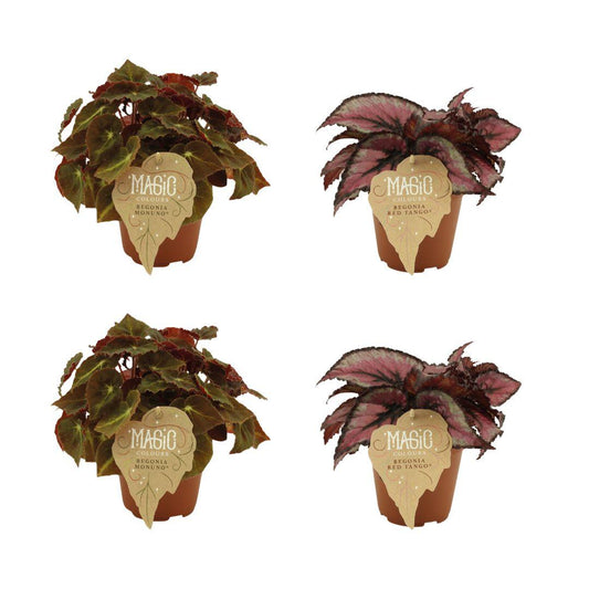 Set aus 2x Begonia Rex Montuno & 2x Begonia Rex Red Tango Ø12cm