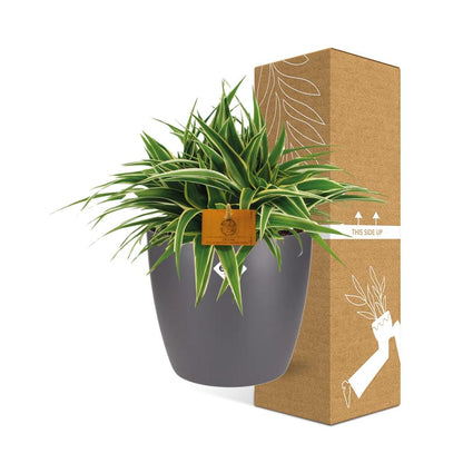 Chlorophytum Ocean 15cm im ELHO Brussels Topf anthrazit