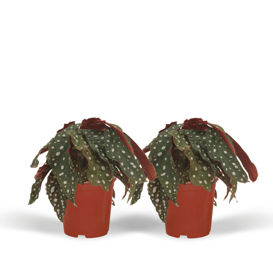2x Begonia Maculata – dekorative Blattbegonie 20 cm
