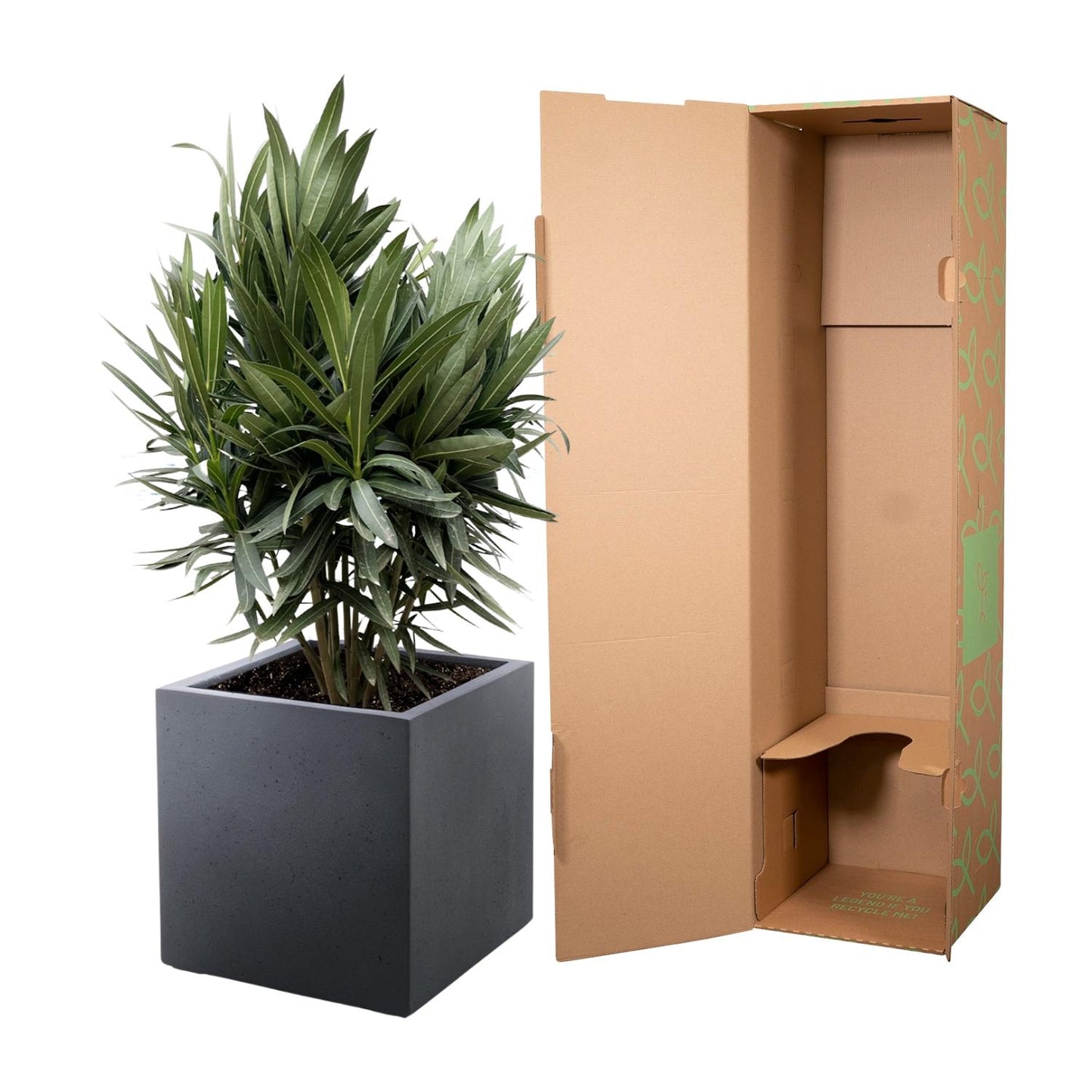 Nerium Oleander Strauch mit roten Blüten – 70 cm, Ø19 cm