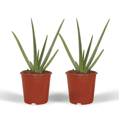 2x Aloe Vera Sukkulente – Pflegeleichte Zimmerpflanze 40 cm