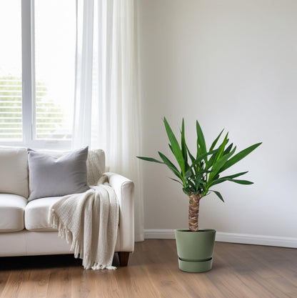 Yucca Zimmerpflanze – Ø14cm Topf, ca. 60cm hoch