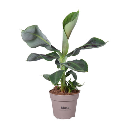 Musa Oriental Dwarf – Pflegeleichte Zimmerpflanze Ø15cm