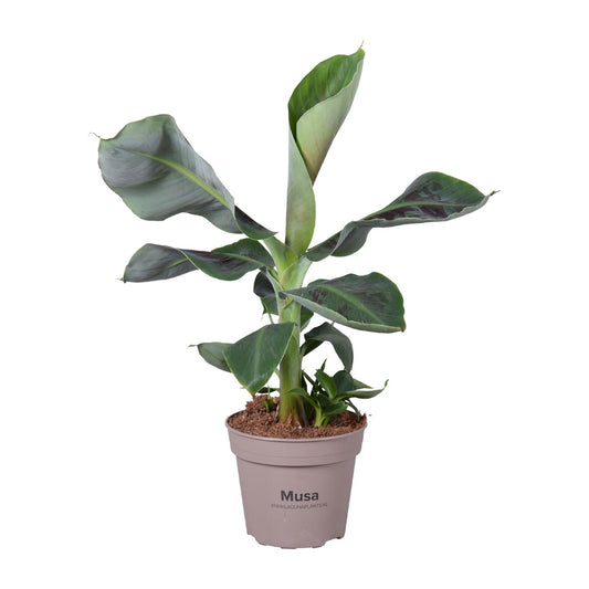 Musa Oriental Dwarf – Pflegeleichte Zimmerpflanze Ø15cm