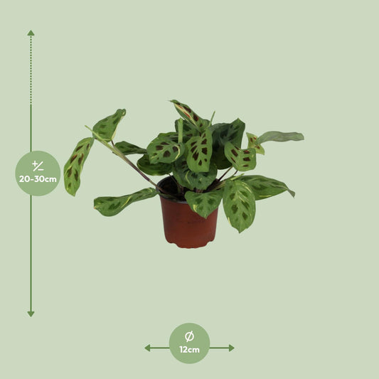 Maranta Fascinator Variegata – Pflegeleichte Gebetspflanze Ø12cm