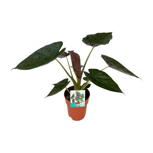 Alocasia Wentii – Elegante, pflegeleichte Zimmerpflanze Ø19cm