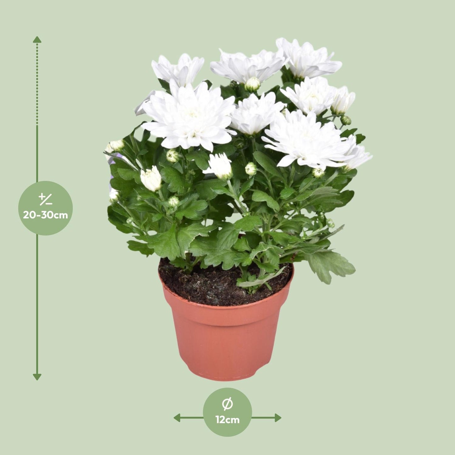 Chrysantheme Brave – Pflegeleichte Kissenchrysantheme Ø12cm