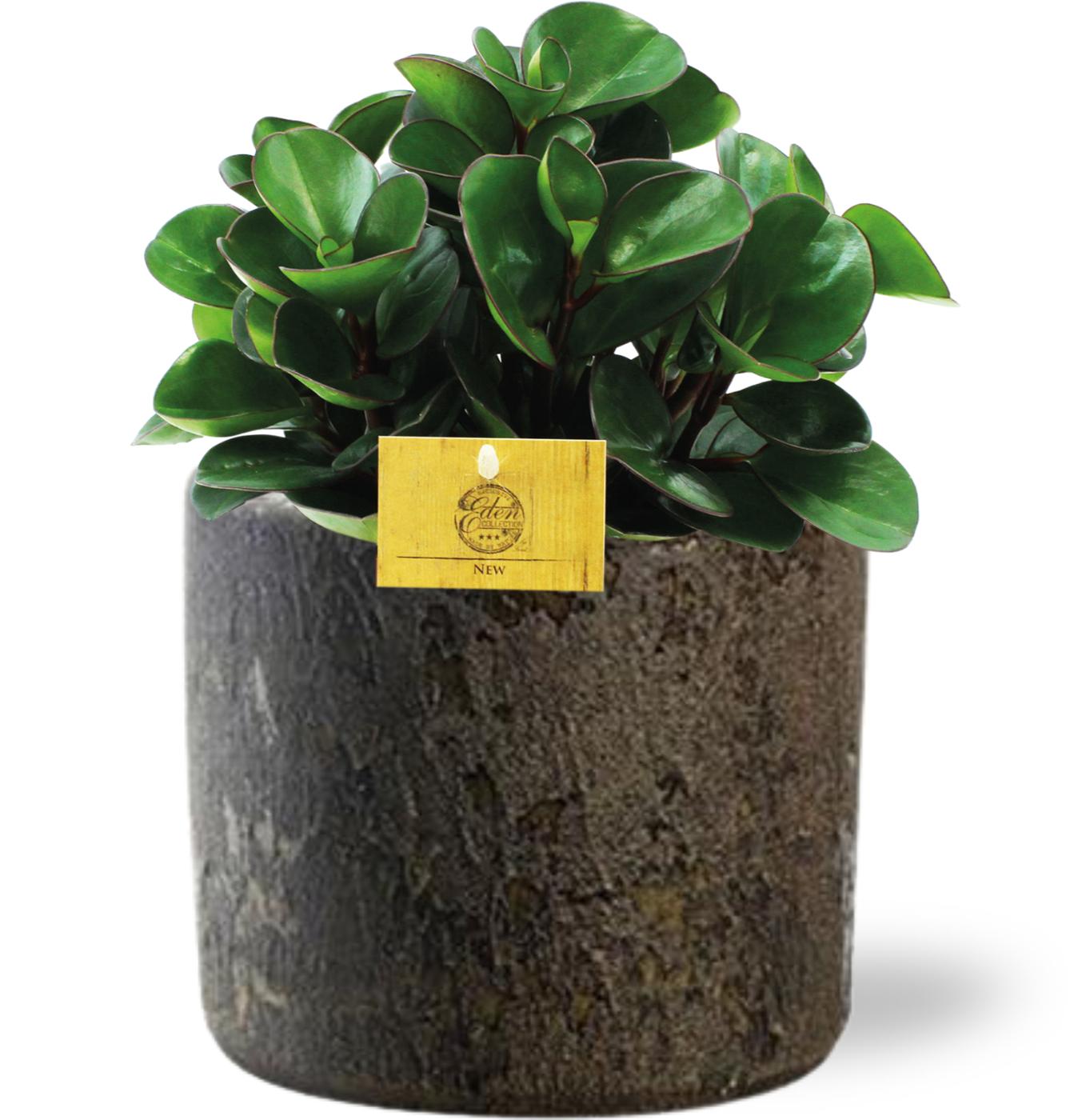 Peperomia Burning Bush im Maas Pot – Pflegeleicht & Trendig