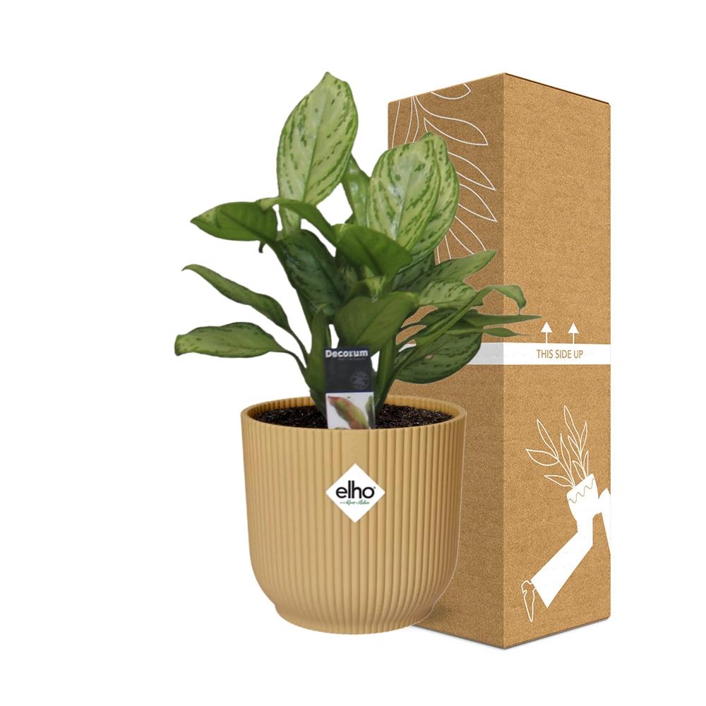 Aglaonema Christina in ELHO Vibes Fold 14cm Gelb – Pflegeleichte Zimmerpflanze