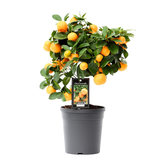Citrus Calamondin – Duftende, pflegeleichte Zimmerpflanze Ø15cm