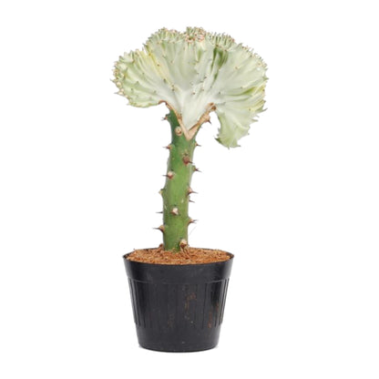 Euphorbia lactea Cristata – Korallen-Kaktus, 35 cm