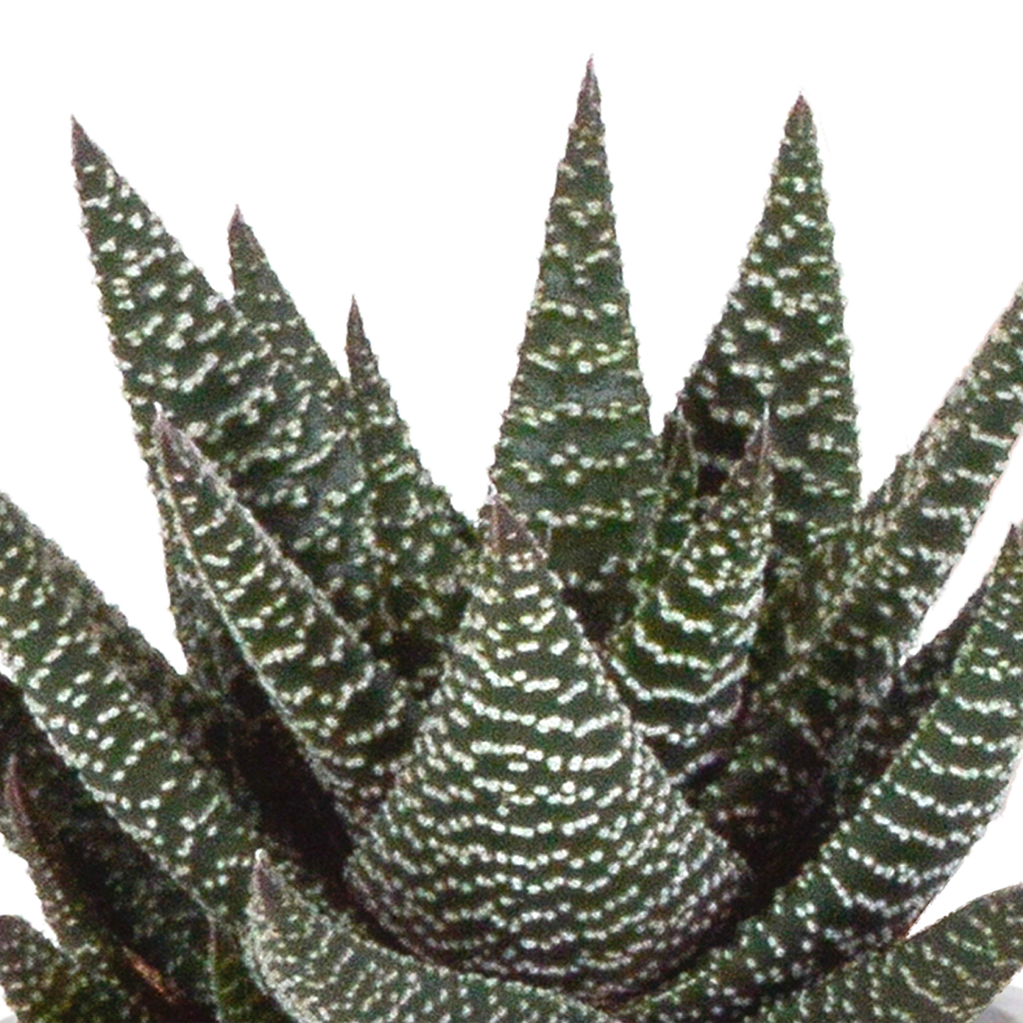 Gasteria & Haworthia Sukkulenten-Mix im Terrakotta-Topf