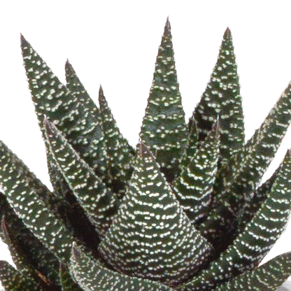 Gasteria & Haworthia Sukkulenten-Mix im Terrakotta-Topf