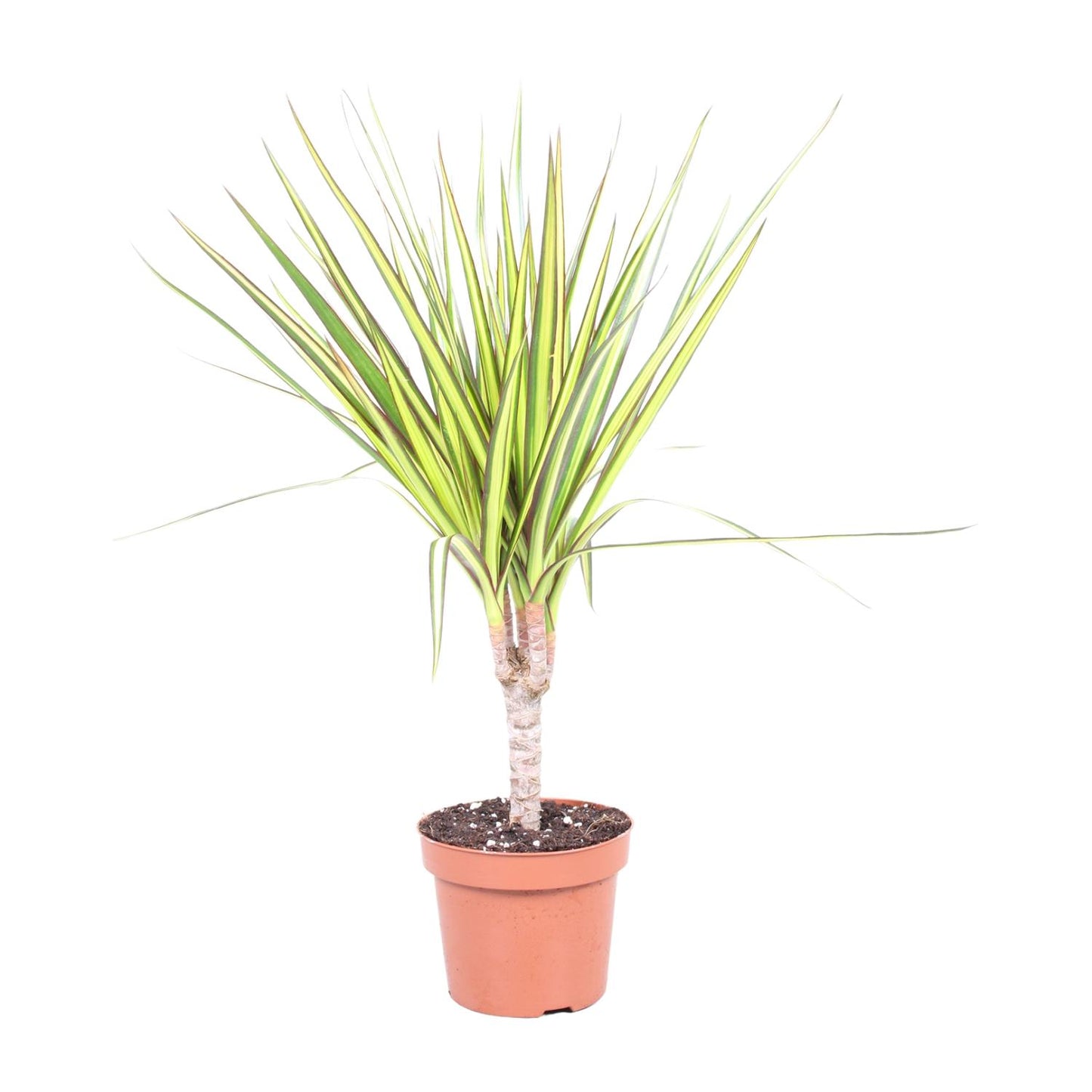 Drachenbaum Sunray – Pflegeleichte Zimmerpflanze Ø12cm