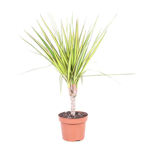 Drachenbaum Sunray – Pflegeleichte Zimmerpflanze Ø12cm