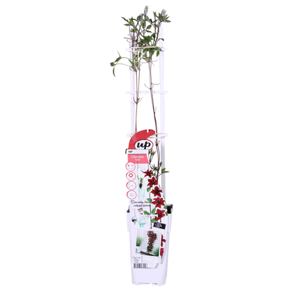 Clematis Nubia – Rote Kletterpflanze für Balkon & Garten