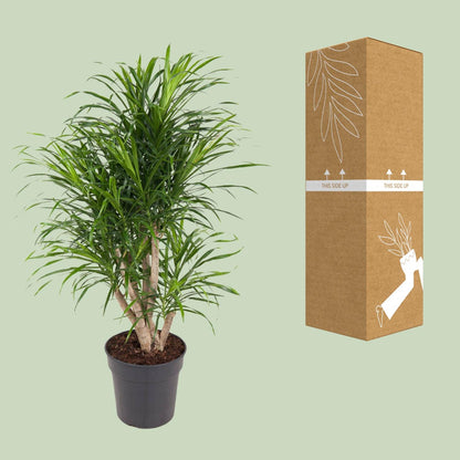 Dracaena Anita – Pflegeleichter Drachenbaum Ø24cm, 100cm hoch