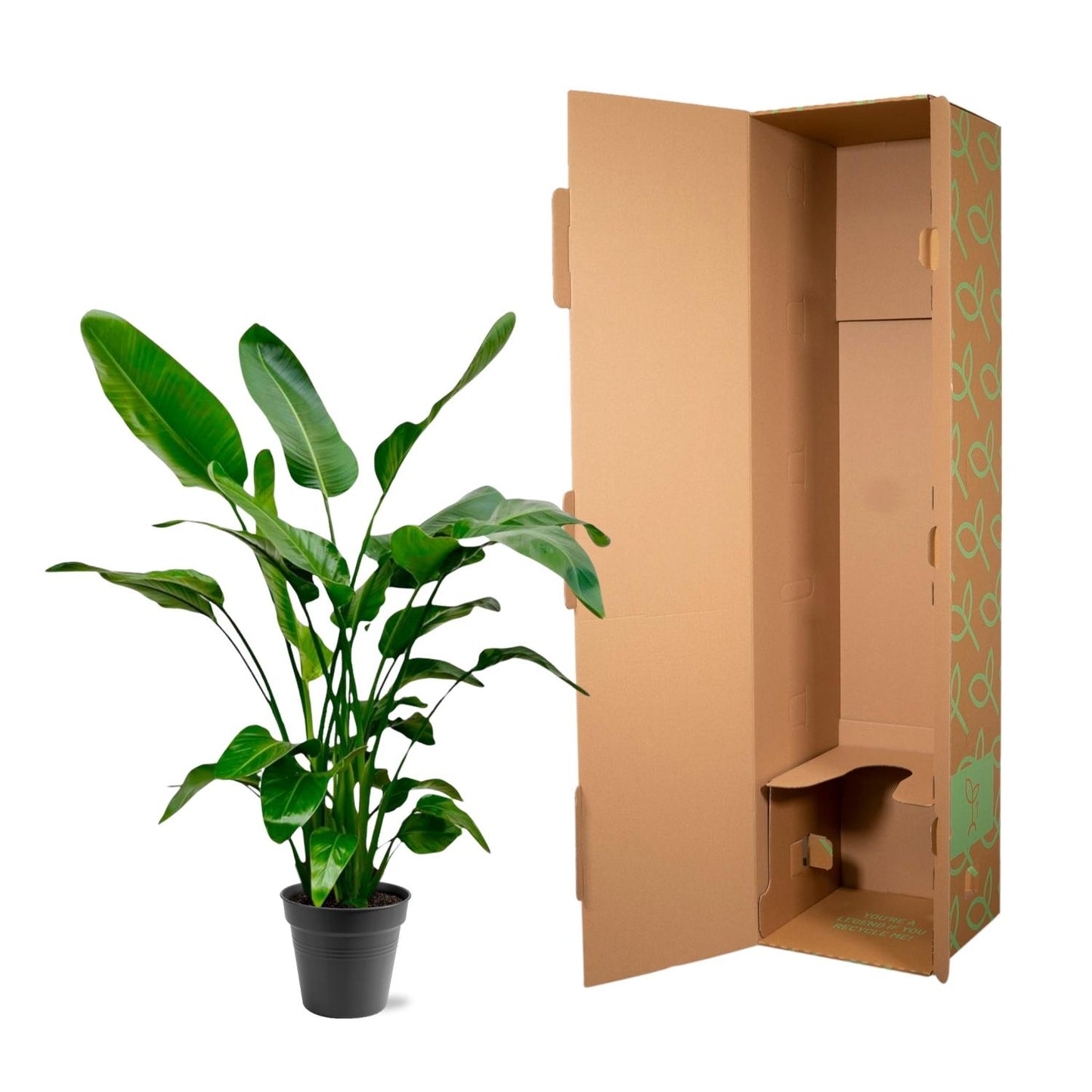 Strelitzia Nicolai – Tropische Zimmerpflanze 140-150 cm