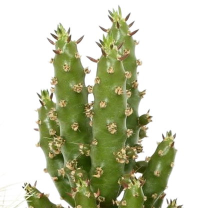 Kakteenmischung 5x im handbemalten Mexiko-Pot 5,5 cm