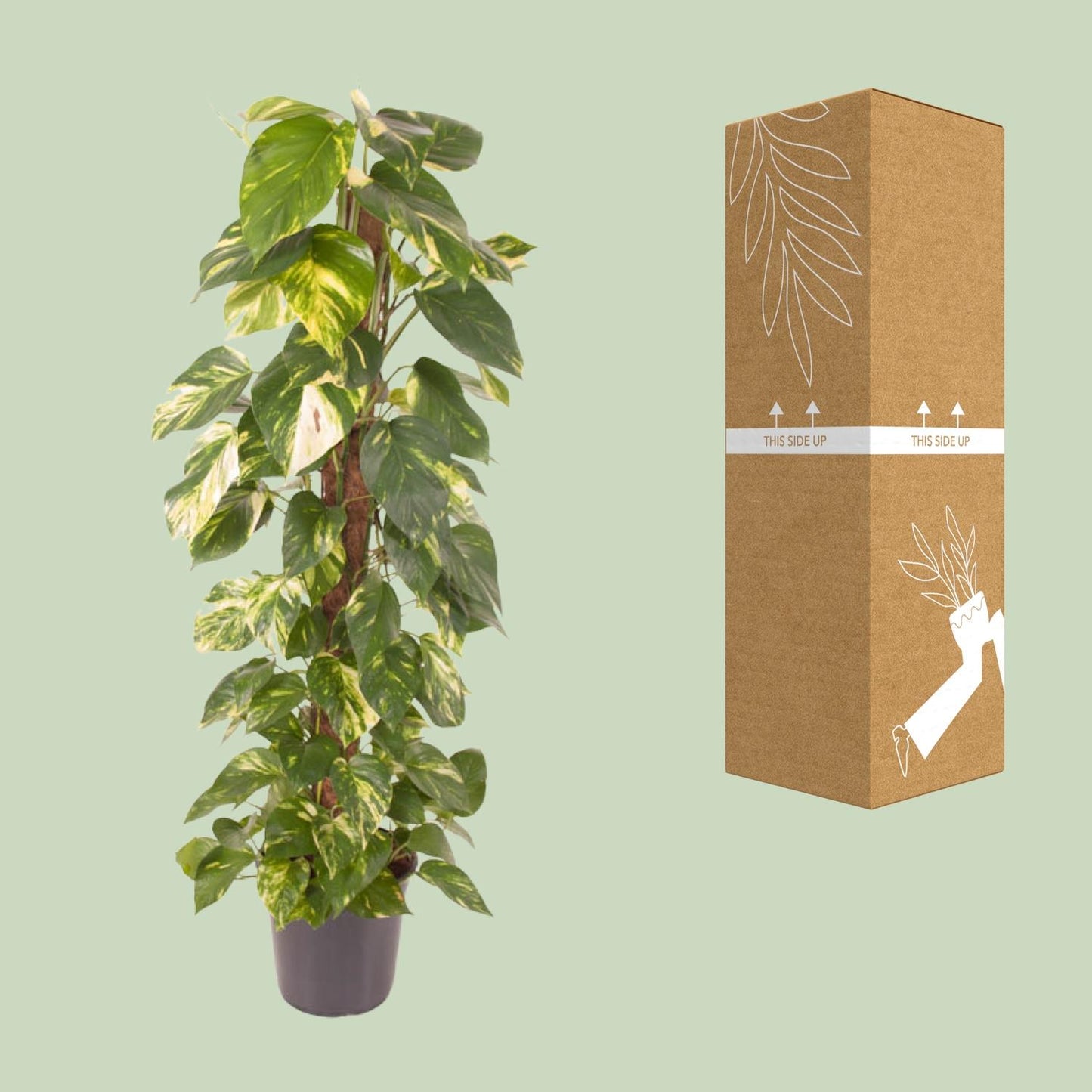 Epipremnum Pinnatum – Goldener Efeu Ø24cm, 120cm hoch