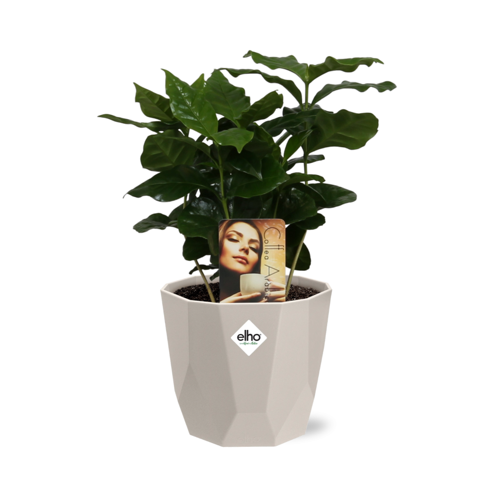 Coffea Arabica Zimmerpflanze im ELHO b.for rock 14 cm Topf