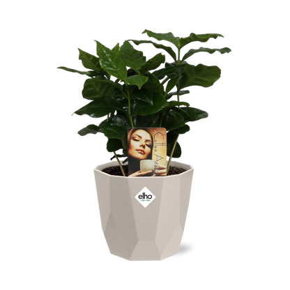 Coffea Arabica Zimmerpflanze im ELHO b.for rock 14 cm Topf