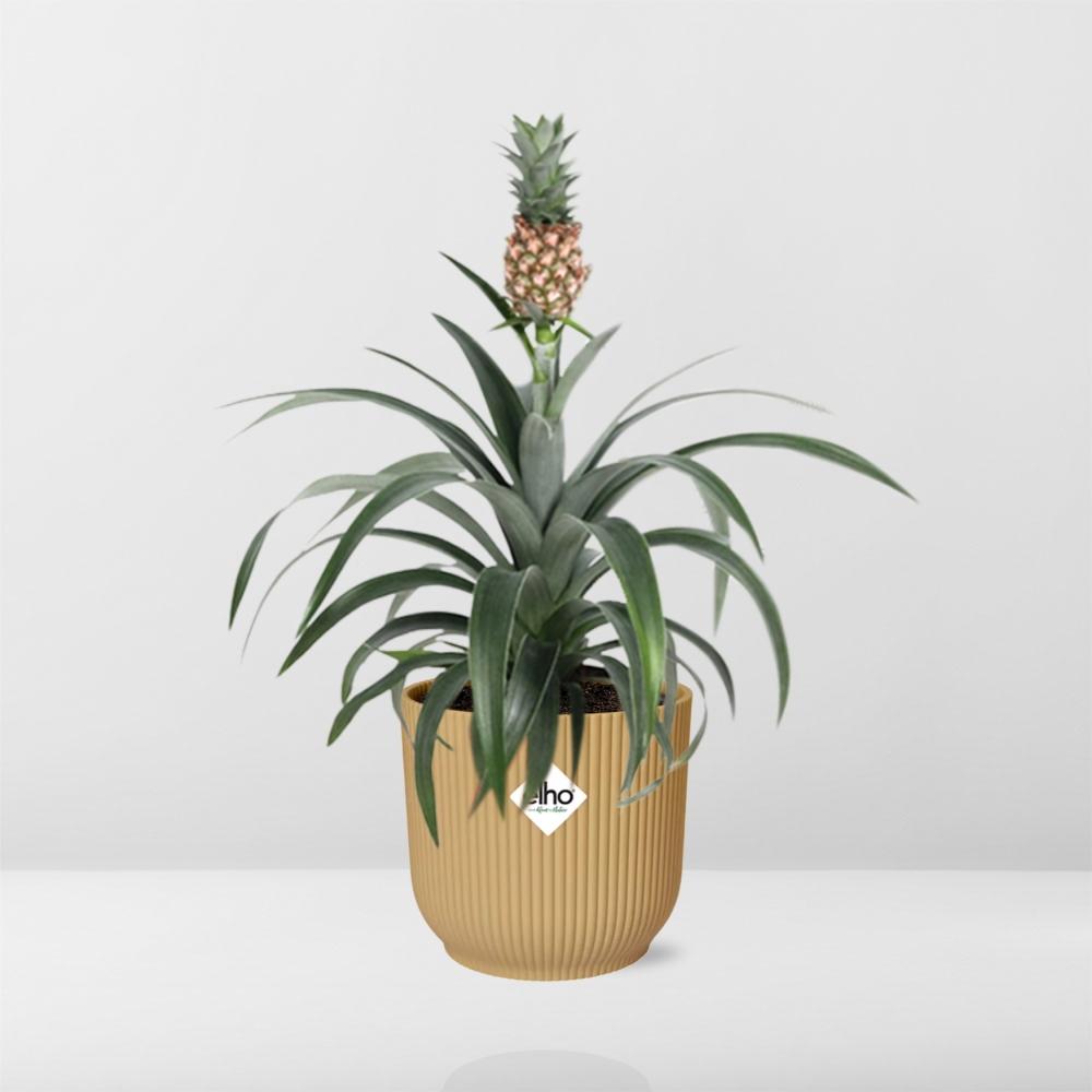 Ananas Mi Amigo Zimmerpflanze im ELHO Vibes Fold Topf 14cm Gelb