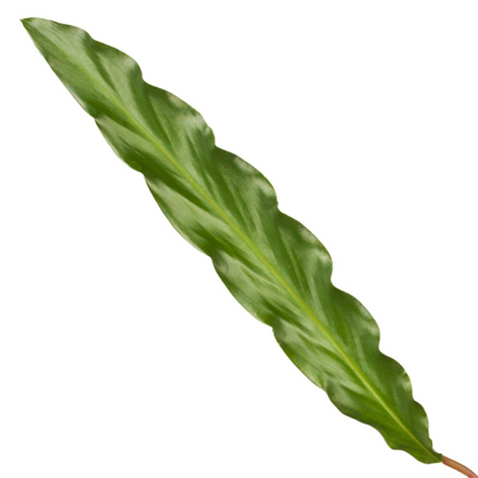 Calathea Elgergrass – Pflegeleichte Zimmerpflanze 35 cm