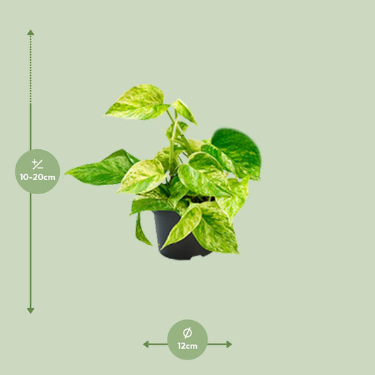 Epipremnum Marble Queen – Goldener Efeu Ø12 cm