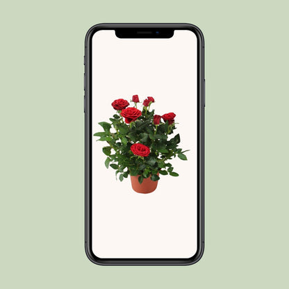 Rosa Red – Pflegeleichte Topfrose Ø12cm, 29cm hoch