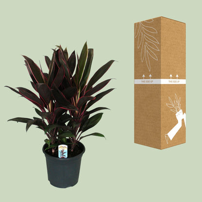 Cordyline Fruticosa Rumba – Pflegeleichte Tropenpflanze Ø19cm