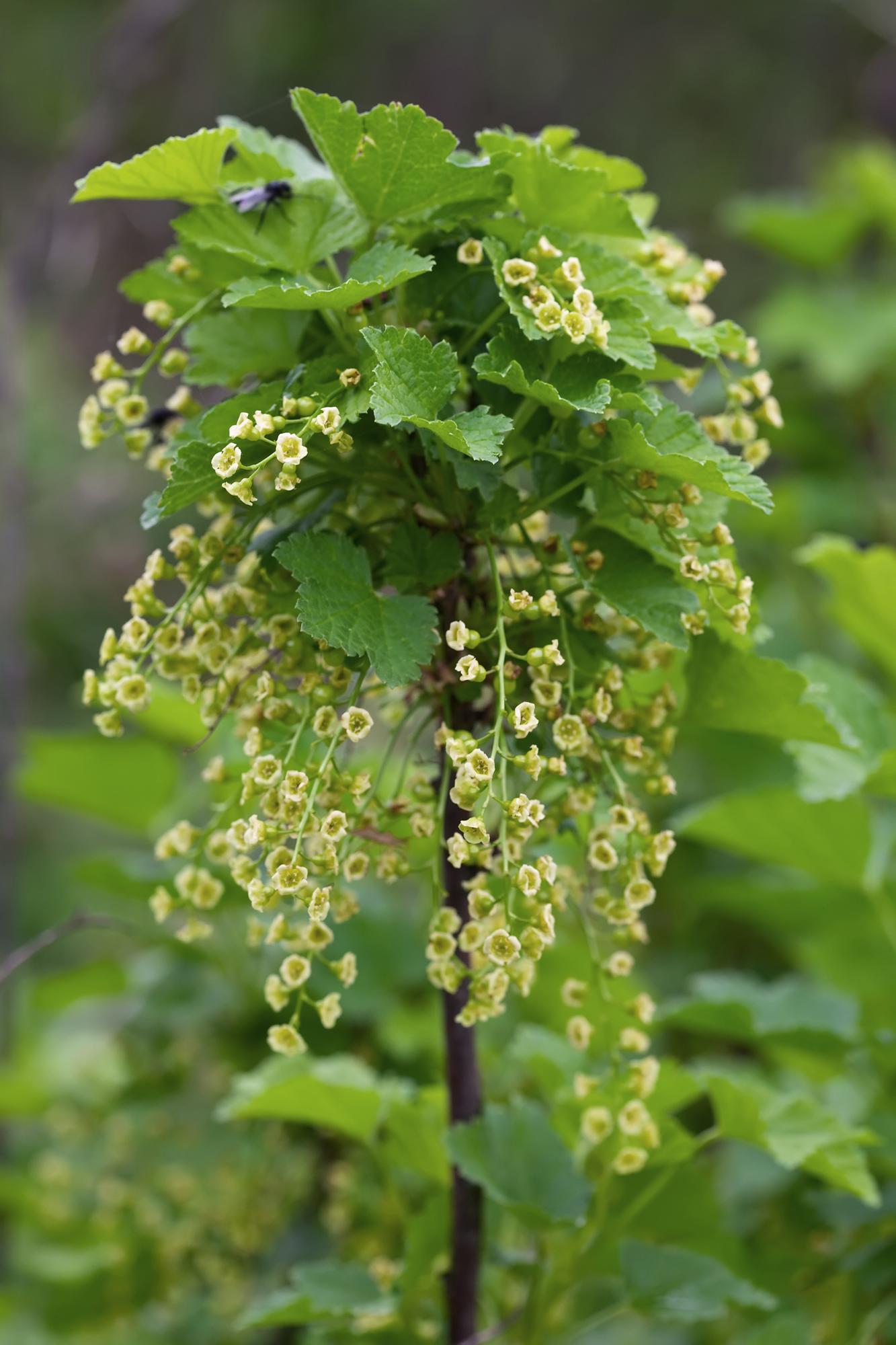 Schwarze Johannisbeere 'Ben Nevis' – Bio-Beerenstrauch Ø13cm