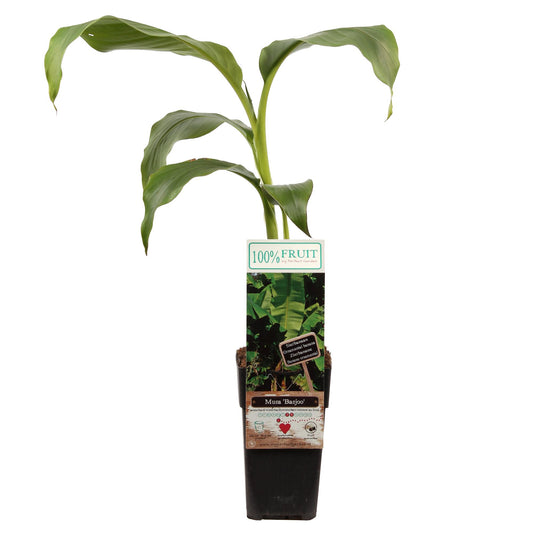 Musa Basjoo – Winterharter Bananenbaum Ø15cm Topf